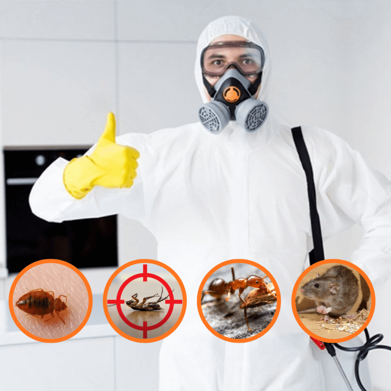 SEO for Pest Control